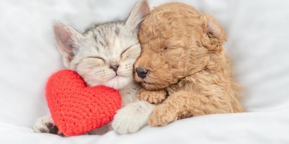 Trouver l’amour à la Saint-Valentin : opportunité ou mirage romantique ?